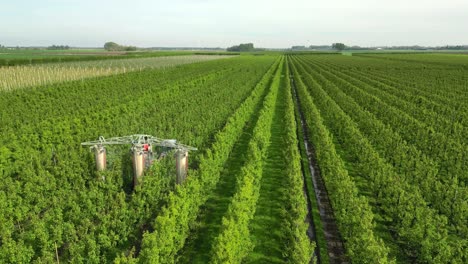 a gardener drives his tractor through his pear orchard and sprays crop protection products on the pears