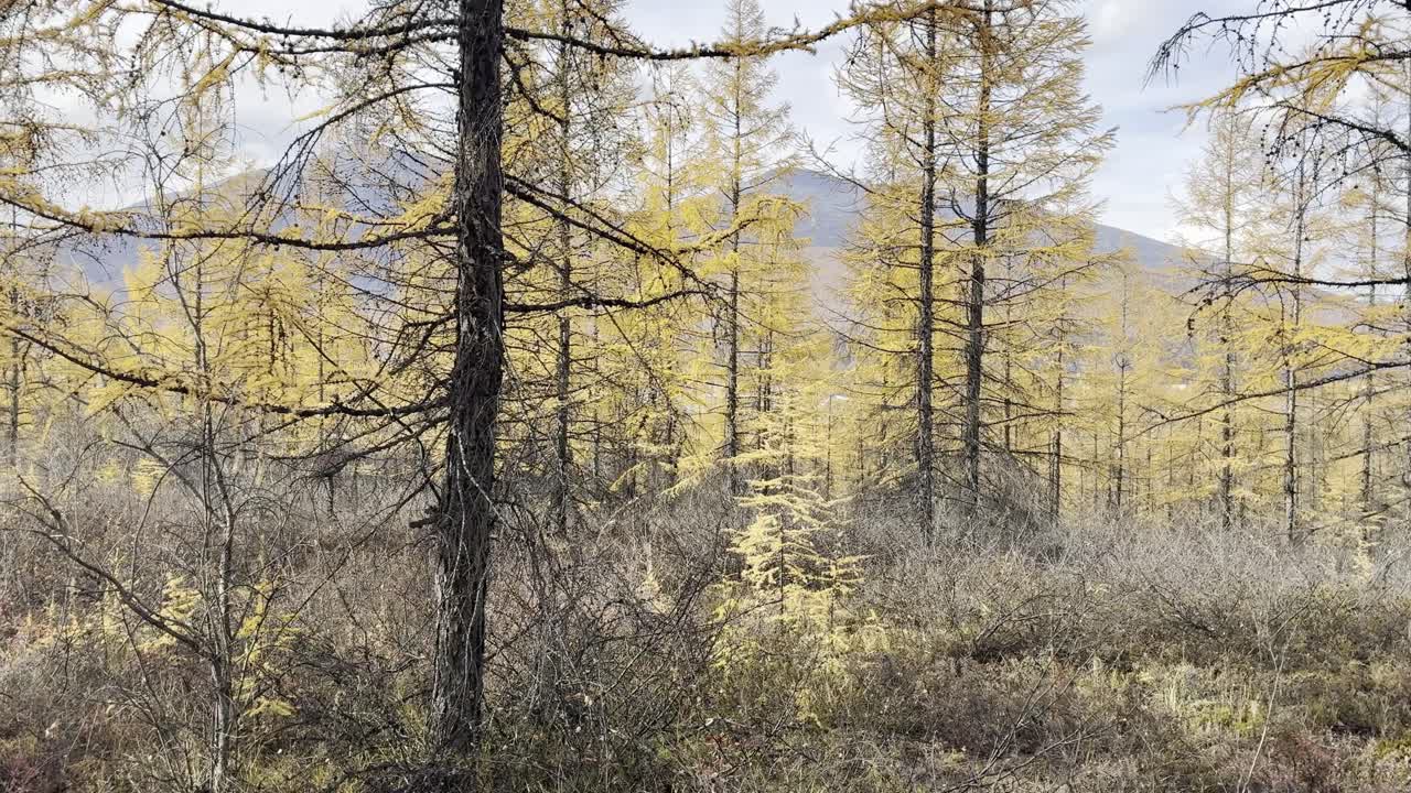 Peaceful forest landscape with distant mountains