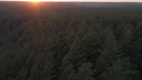 movimiento de arboles en el bosque