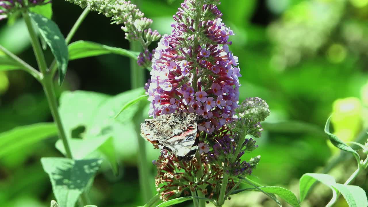 Buddleia flower nearly over, hiding Painted Lady butterfly with closed wings