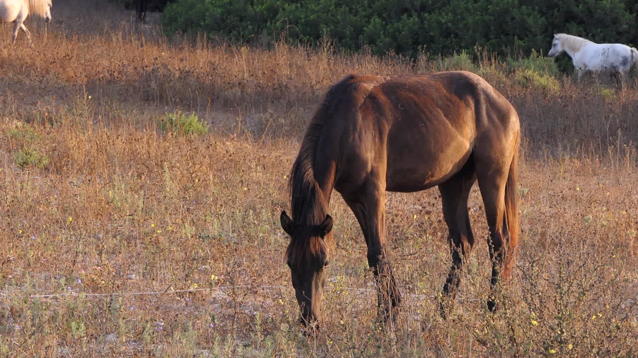 순수한 스페인 말은 일몰 황금시간에 마른 목초지에서 먹이를 먹고 있습니다