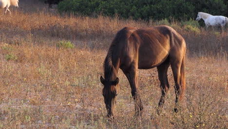 pure spanish breeds horses feeding on dry pasture at sunset golden hour