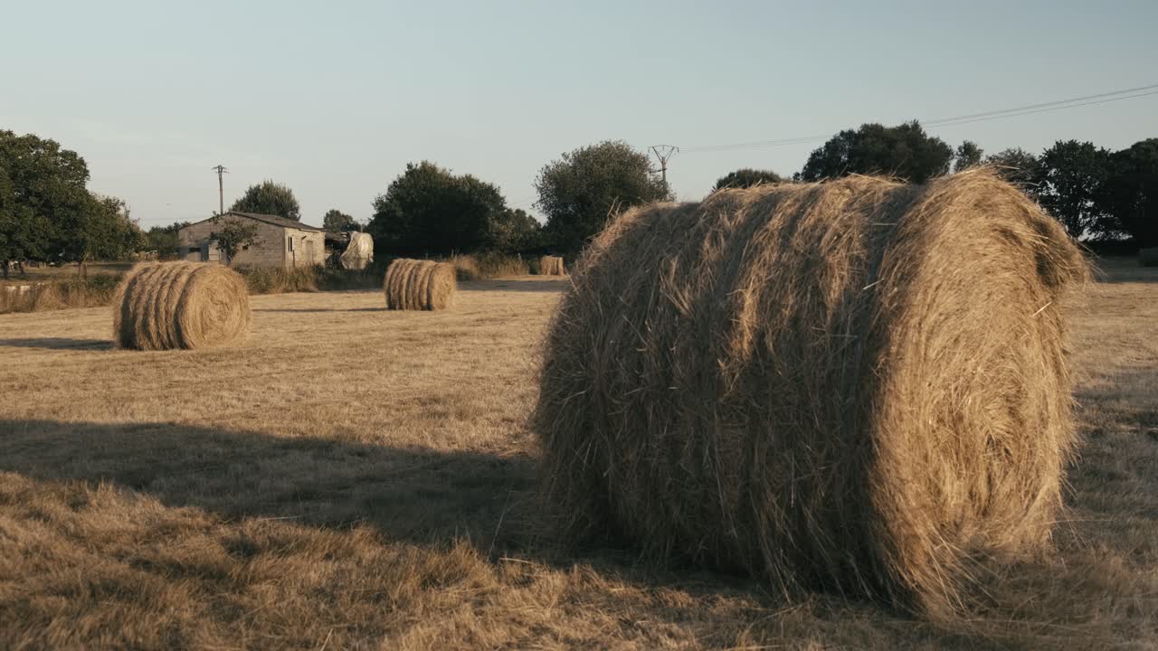 campo de trigo de pajar dorado, montones de rollos dejados en el campo después de la cosecha, entorno rural