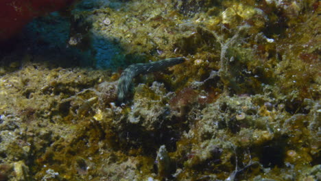 incredibly cute thuridilla gracilis nudibranch frantically crawling on the ocean floor