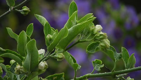 Jasmine-vine-with-blurred-violet-and-deep-purple-flowers-with-emerald-green-leaves-and-raindrops-during-a-rainy-day