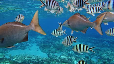 peces de arrecife marino nadando en la superficie del agua del mar - toma submarina