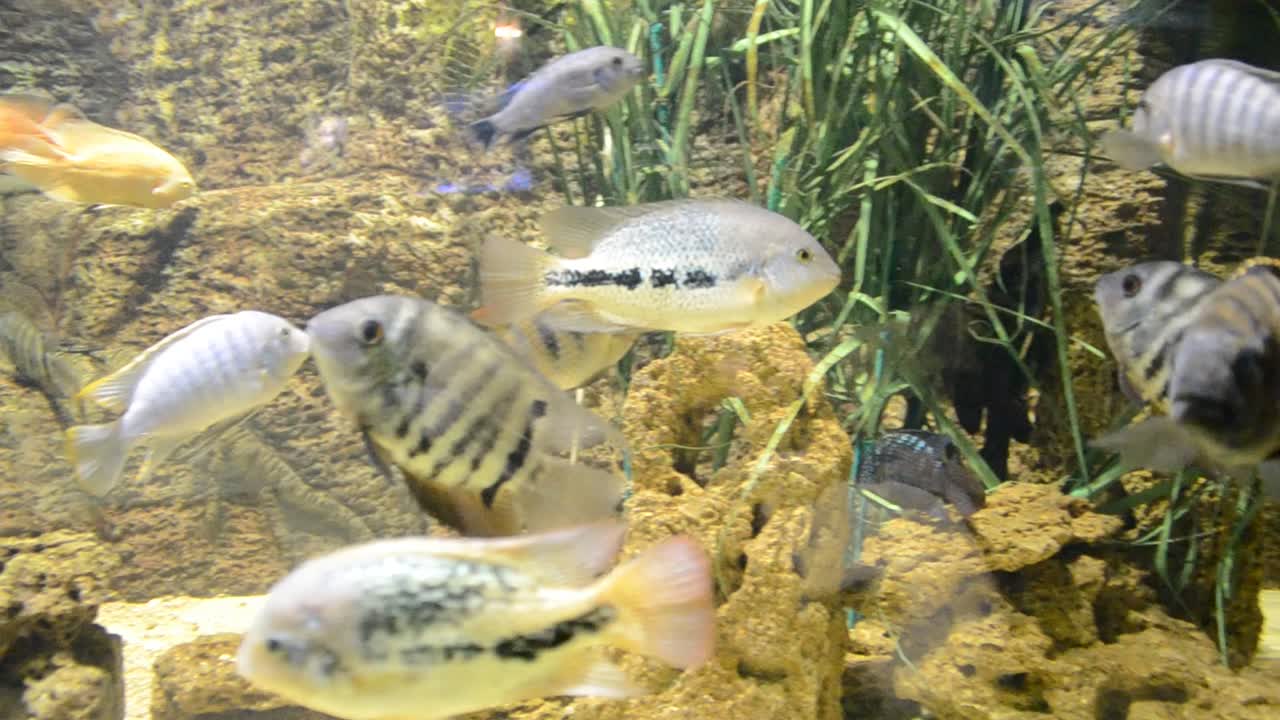 Akvarium med fisk