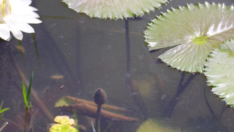 water lilies and aquatic plants in a tranquil pond