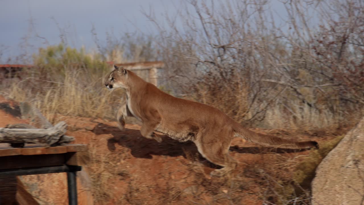 puma che corre e salta per inseguire il pasto nella riserva della fauna selvatica di slomo