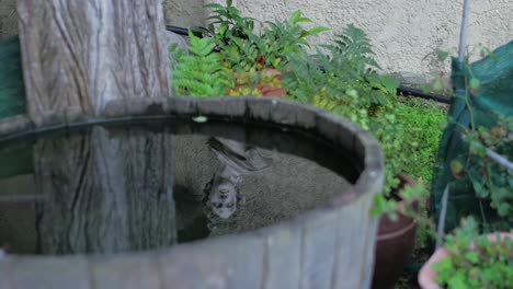 half wooden wine barrel with water reflecting face of roman era type statue