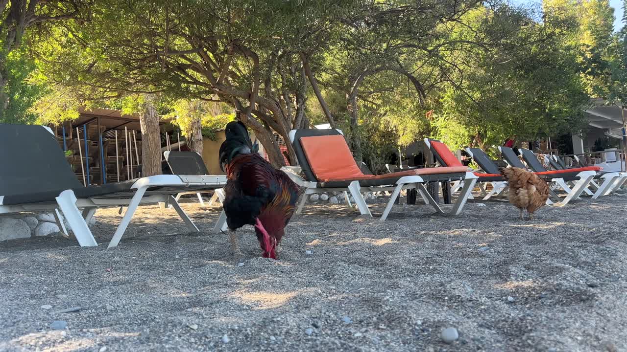 A beautiful majestic rooster with a red cockscomb is feeding himself by the beach, behind him there is a brown chicken, some beach beds and trees behind both. Beautiful sunny day with blue skies.