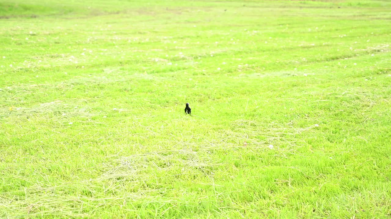A bird flies low across a bright green grassy field on a sunny day