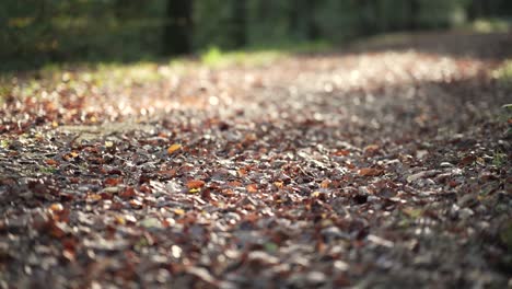 paning view of a leaves path in a forest, with sun beams coming from the trees in slowmotion