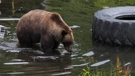 brown bear walking through a pond. slow motion