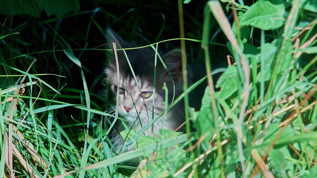 An adorable fluffy grey tabby kitten sits curiously in tall green grass on a sunny day, looking directly at the camera with wide eyes while exploring the outdoors