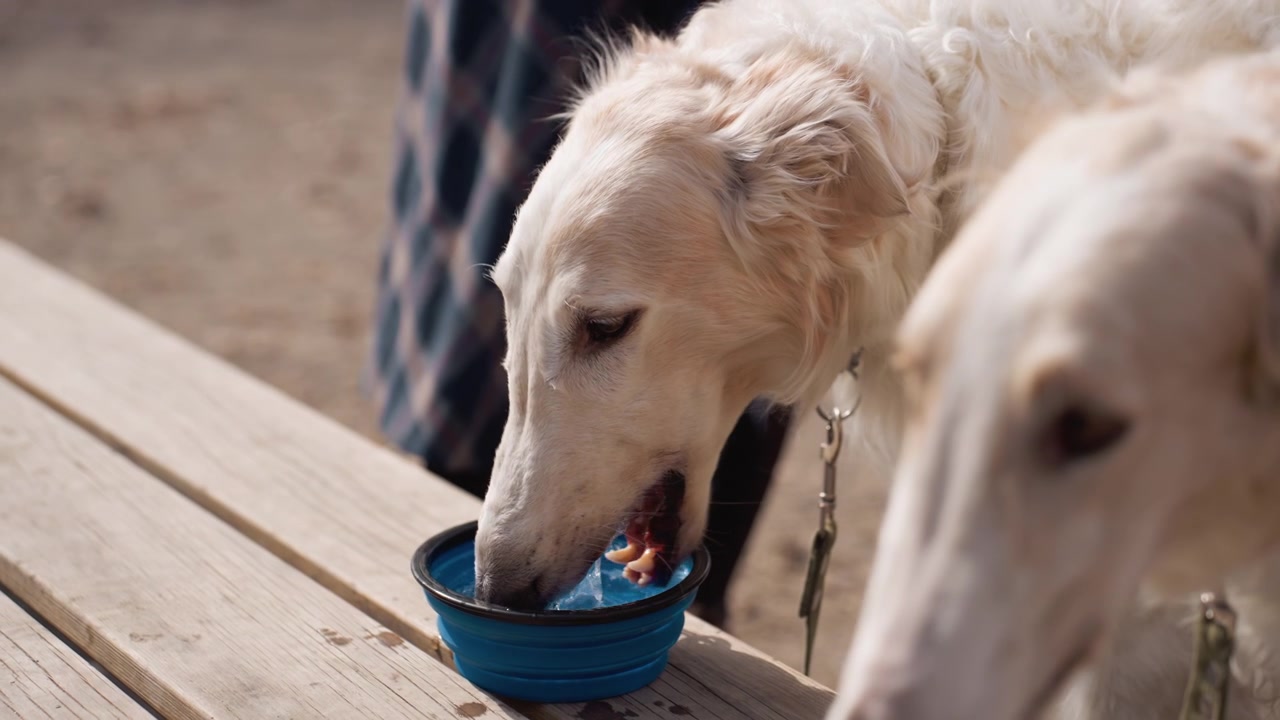 Hunde trinken Wasser aus einer blauen faltbaren Schüssel auf einem Holztisch. Die Hunde sind hellfarbig, und einer hat dunklere Markierungen um den Hals. Eine Person in kariertem Stoff ist teilweise hinter den Motiven sichtbar.