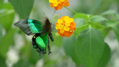 Macro-En-Cámara-Lenta-De-Bonitas-Alas-Móviles-De-Mariposas-Durante-La-Recolección-De-Polen-De-Flor-De-Naranja-En-La-Naturaleza