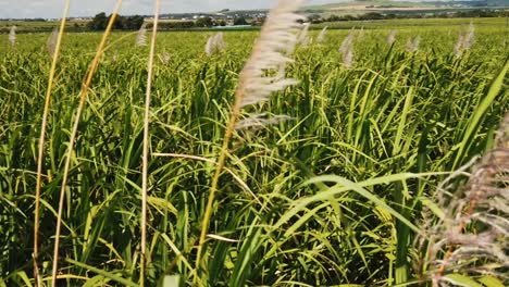 A-very-close-side-shot-of-sugarcane-plants-in-slow-motion