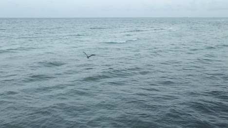 brown pelican takes to the sky from floating on ocean, flies away low