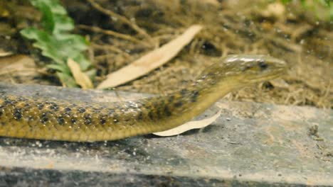 indian snake in zoo park closeup shot looking for prey near a glass of his cage i beautiful closeup shot of brown indian snake in cage behind the glass moving towards food