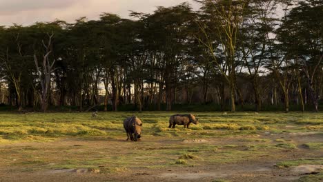 Pair-Of-Black-Rhinoceros-Foraging-At-The-Savannah-In-Lake-Nakuru-National-Park-In-Kenya,-East-Africa-At-Sunset