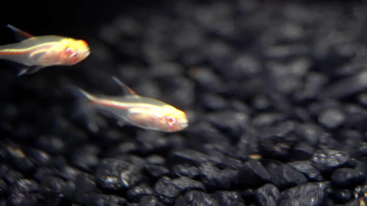 빛나는 물고기는 밝은 분홍색 눈과 척수로 빛나는 것처럼 보입니다.