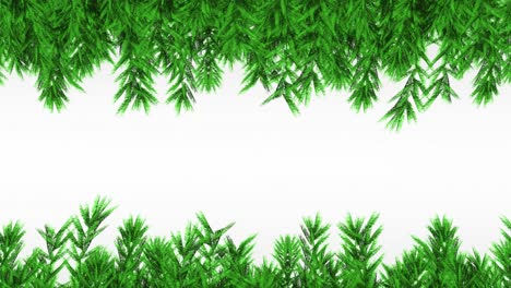 Animation-of-fir-trees-branches-over-white-background