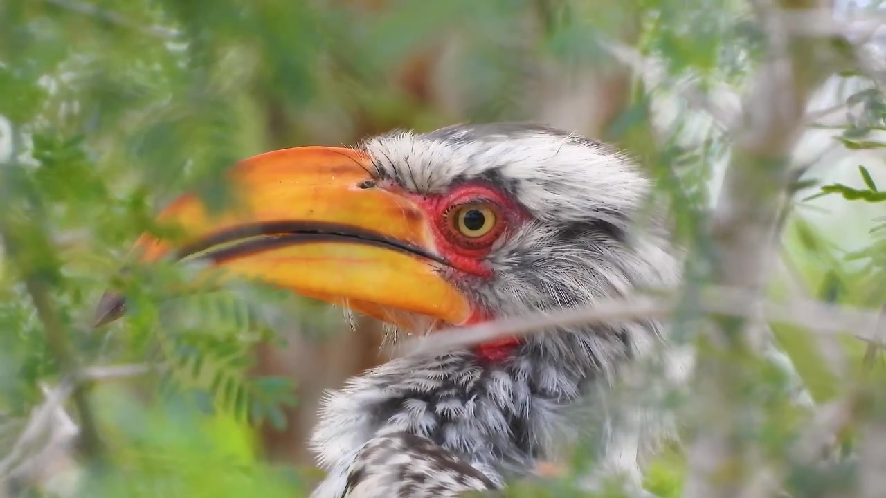 Bucero beccogiallo meridionale parzialmente nascosto tra foglie verdi lussureggianti, che guarda a destra, rivelando il suo becco vivace e il sorprendente occhio rosso, primo piano statico, Parco Nazionale Kruger, Sudafrica