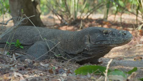 el dragón de komodo de la isla de flores descansando en el suelo.