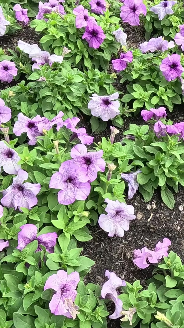 Time-lapse of petunias growing and blooming.