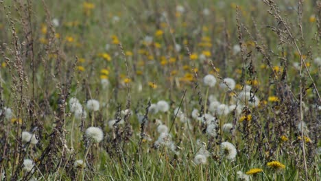 dried flowers and dandelions meadow, field village 4k