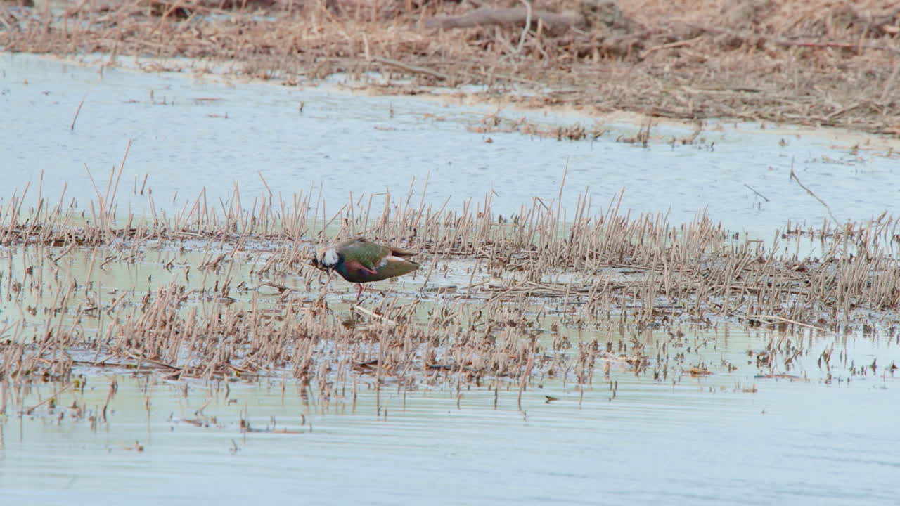 el ala del norte se rasca con su pierna en el agua poco profunda del lago.