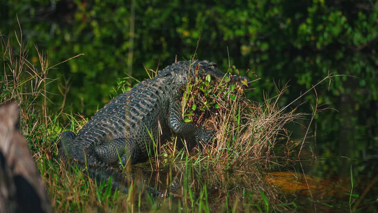 un bucle de video sin problemas de un cocodrilo en el parque nacional de florida everglades cerca de miami. está acechando en el agua del pantano verde rodeado de manglares en un recorrido turístico de aventura de descubrimiento.