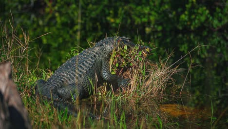 cinemagraph / seamless video loop of an alligator in the florida everglades national park close to miami. it is lurking in the green swamp water surrounded by mangrove trees at a discover adventure tourist tour. close up.