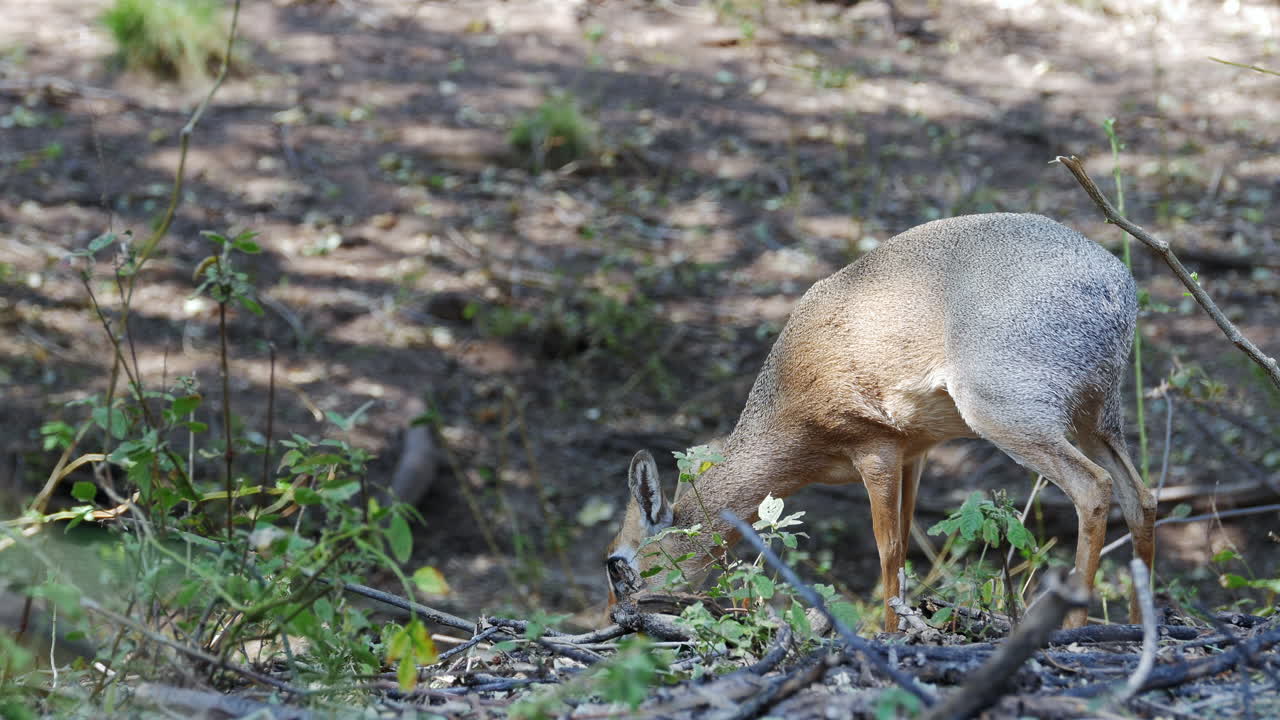 숲에서 먹는 전체 길이 dikdik 닫기 샷