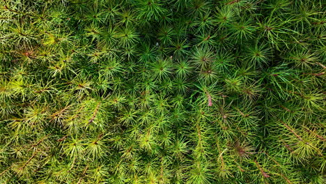 spiky green plants in the forest - aerial top down