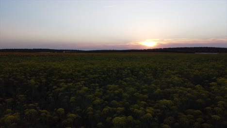 Vuelo-Bajo-Sobre-Un-Campo-De-Flores-Amarillas-Hacia-La-Puesta-Del-Sol