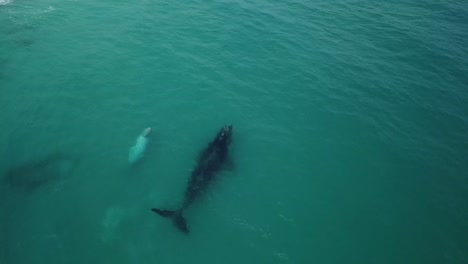 Toma-De-Dron-4k-De-Ballena-Y-Cría-Albina