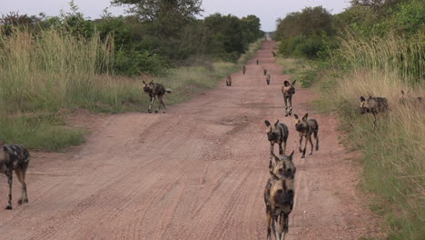 A-pack-of-wild-dogs-walk-on-a-dirt-road-in-a-game-park,-followed-by-hyenas