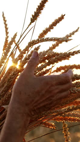 hand of an old person stroking every era of corn in the bunch. setting sun in the wheat field at backdrop in blur. close up. vertical video