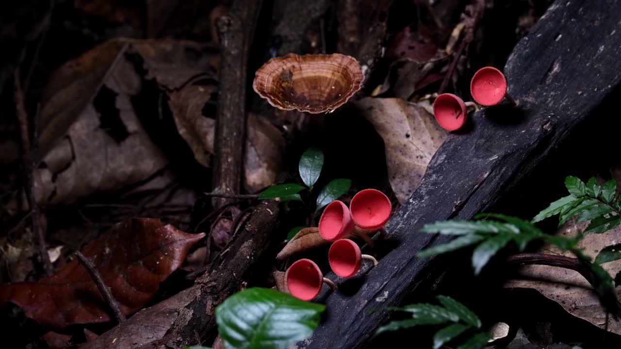 visto in profondità sul suolo della foresta, funghi della tazza rossa o funghi dello champagne cookeina sulcipes, thailand