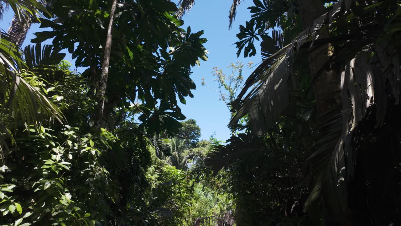 Passeggiata attraverso una lussureggiante foresta pluviale tropicale