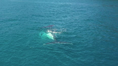 Baby-calf-Humpback-whale-surfaces-next-to-mother,-close-aerial-view