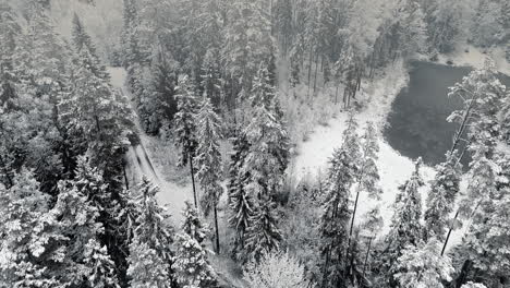 snow covered trees in a forest with moving mist and beautiful light,aerial birds eye view winter footage