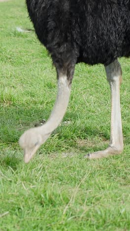vertical close-up showing the long neck and head of common ostrich (struthio camelus) feeding calmly on fresh green grass in an open-air enclosure with soft natural sunlight illuminating scene