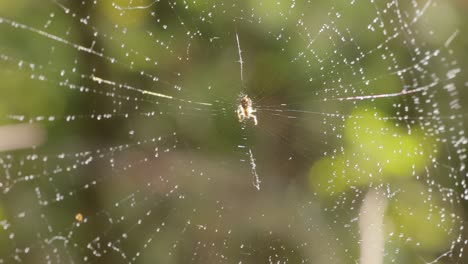 gotas de lluvia en la telaraña, telarañas en pequeñas gotas de lluvia.