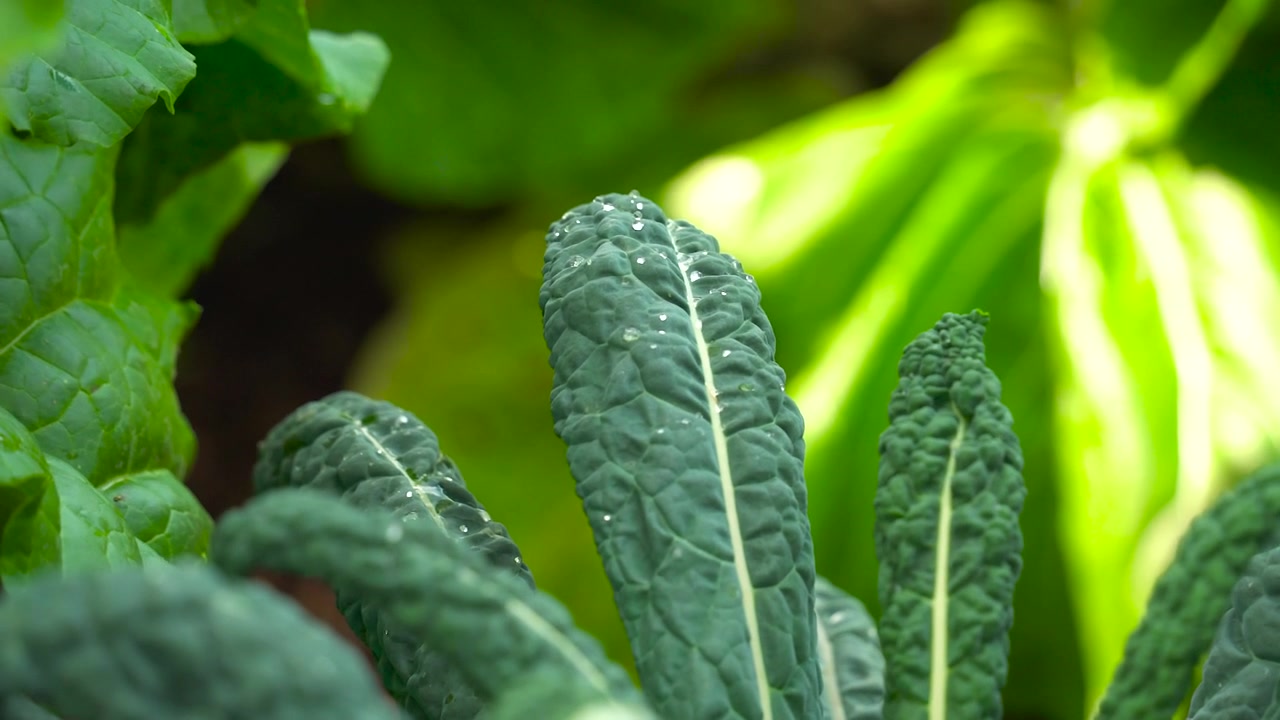 Kale Dinosaurus di Kebun Siap Panen