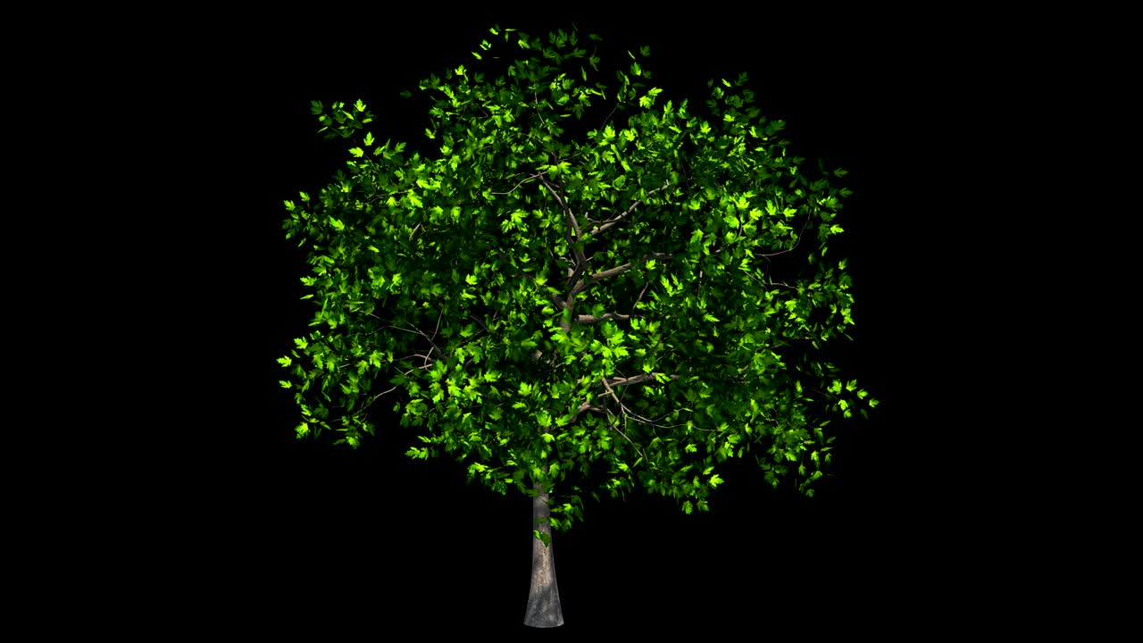 árbol aislado en el viento.