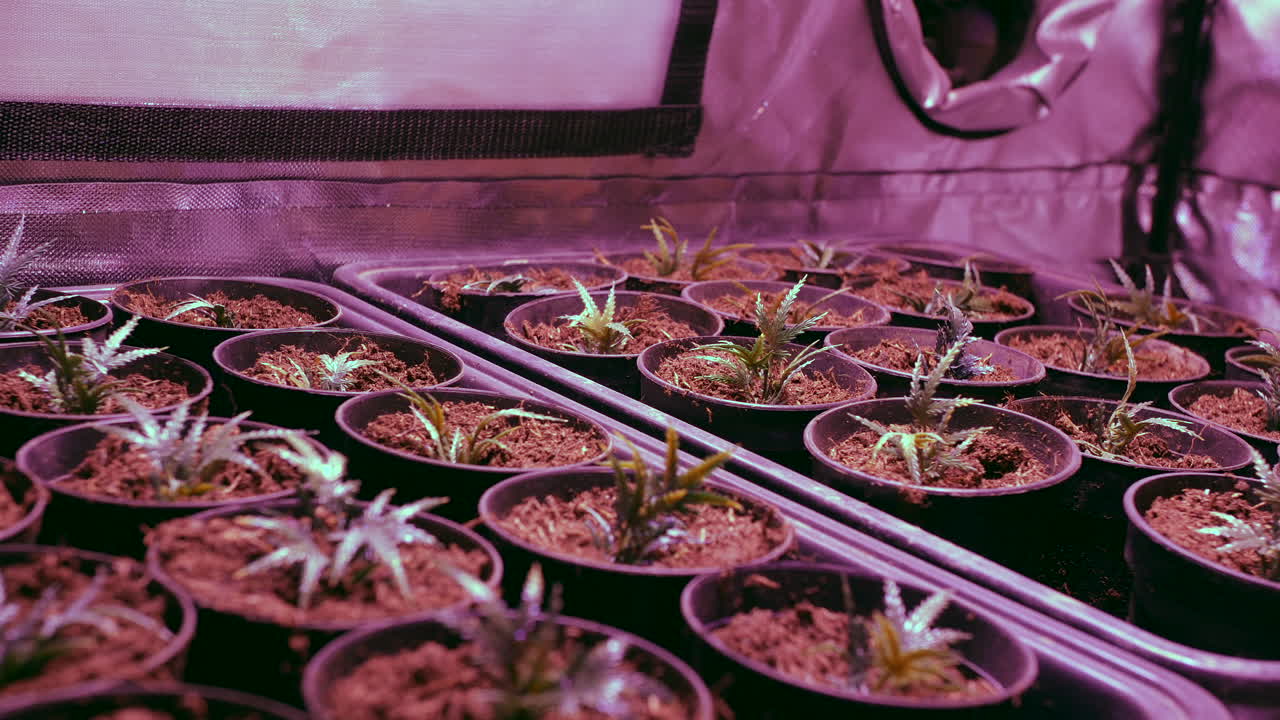 Plantas de marihuana creciendo en una tienda de cultivo