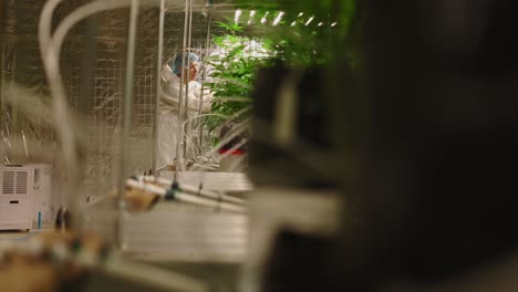 cannabis grow operation